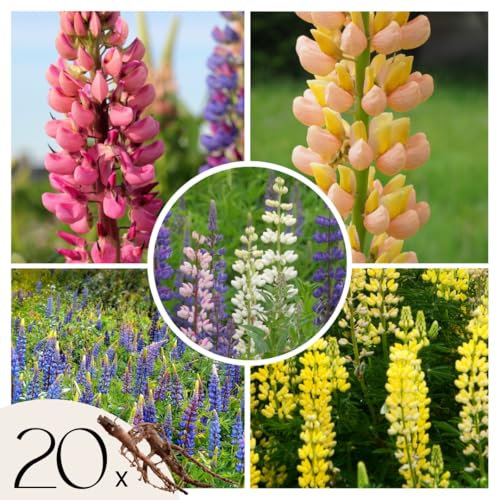 Plant in a Box - Lupinus Mix - Lupine - Set mit 20 Stauden mit nackter Wurzel - Sommerblüher für Garten und Beete