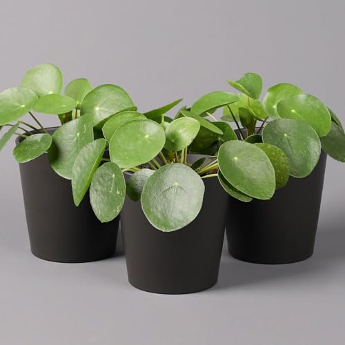 Chinesischer Geldbaum in Topf anthrazit, Topf-Ø 12 cm, H: ca. 20 cm, 3 Pflanzen