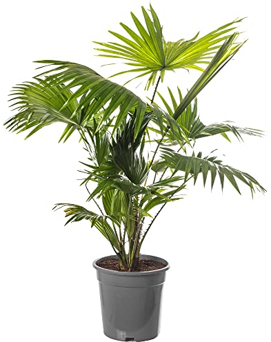 Livistona Fan Palm Large Indoor Tropical House Plant Real Evergreen Tall Plants (60-70cm Incl. Pot)