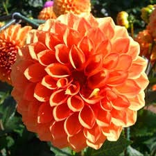 Ponak Neu 100 Dahlien Blumensamen orange