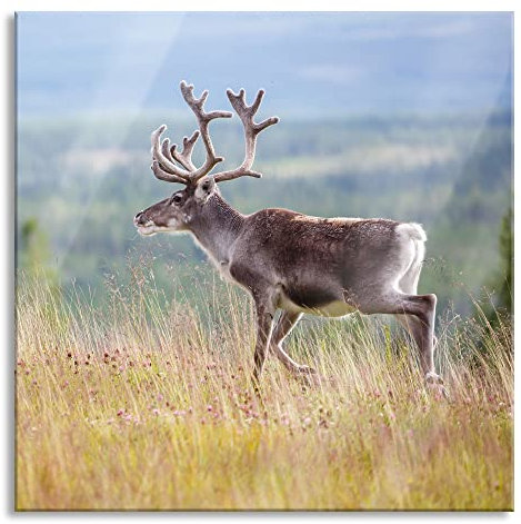 Pixxprint Glasbild, Wandbild auf Echtglas, Rentier in Norwegen, 80x80 cm, inkl. Aufhängung und Abstandshalter