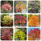 100 pcs Ahornbaum Kaufen Samen, Baum Samen, steingartenpflanzen winterhart, seeds Japanischer Ahorn - bio saatgut, samen zimmerpflanzen bio samen alte sorten, baum pflanzen garten