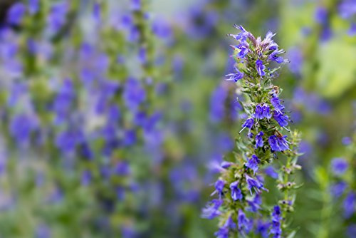 Ysop, blau blühend Hyssopus officinalis 300 Samen