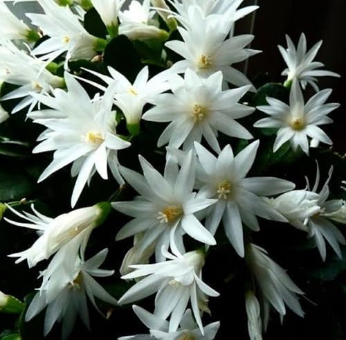 35pieces White Easter Cactus Flower Seeds