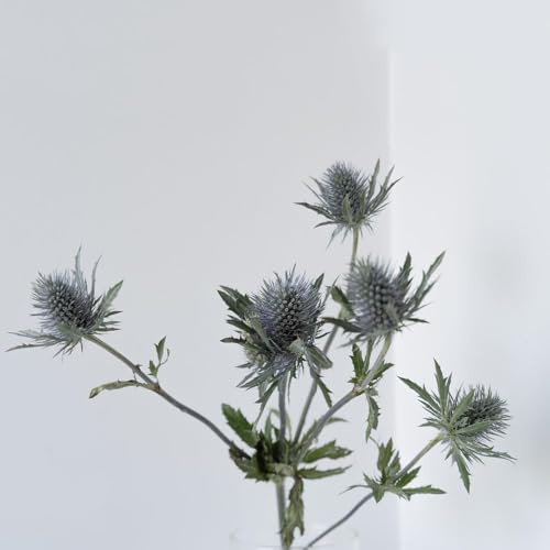 kugeldistel winterhart - dekopflanzen dachbegrünung gartenpflanzen winterharte für garten, balkon blumensaat 200samen