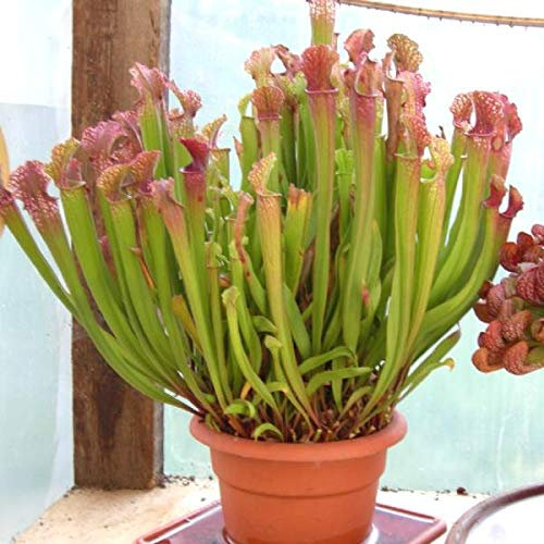 Semi Pianta Carnivora Sarracenia