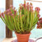 Semi Pianta Carnivora Sarracenia