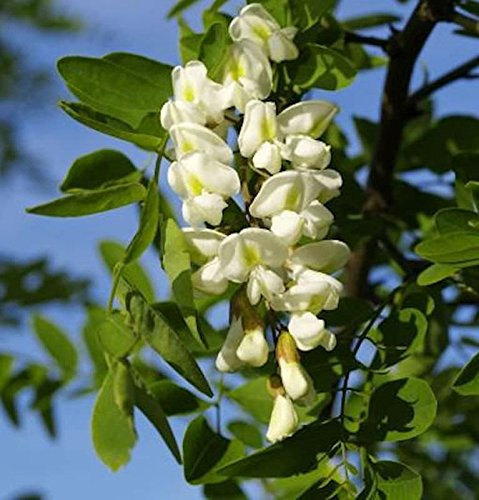 Korkenzieher-Robinie 100-125cm - Robinia pseudoacacia