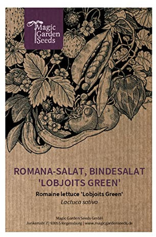Laitue romaine 'Lobjoits Green' (Lactuca sativa) env. 500 semences