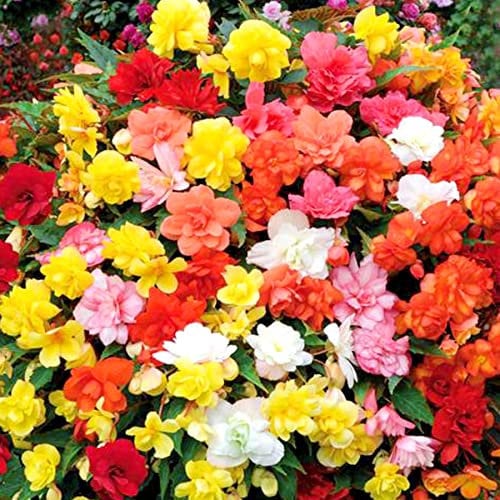 4 Colourful Flowers Begonia Florencio Mix of Colours Great Value in 9cm Pot Perennial Garden Plant