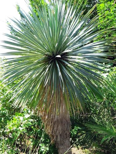 Graines Yucca rostrata - Sachet de 7 graines - Graines de style