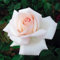 Edelrose Meilland Schloss Ippenburg in weiß-apricot-rose - Duftrose winterhart - Rosen-Blüte in weiß-apricot-rose - Rose stark duftend als wurzelnackte Rose in A-Qualität von Garten Schlüter - Pflanze