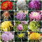 550 pcs chrysanthemen pflanzen winterhart samen - zimmerpflanze chrysantheme,Chrysanthemum morifolium, bonsai topf balkonpflanzen schmetterlingswiese pflanztopf wildflower