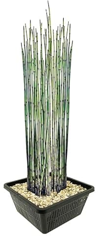vdvelde.com - Japanischer Schachtelhalm - 4 Stück - 1 Teichkorb - Equisetum Japonicum - - Wasserpflanze- Ausgewachsene Höhe: 120 cm- Platzierung: -1 bis -20 cm