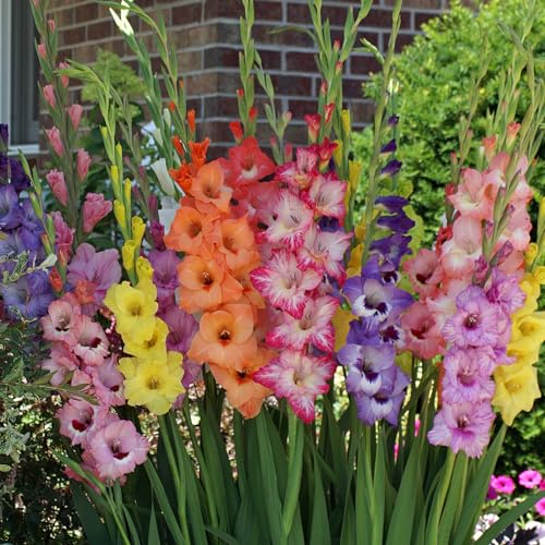 Winterhartes Pflanze,Perfekt FüR Schnittblumen,Gladiolenzwiebeln,Natürlich,Groß,Gartenblumen,Seltene Pflanzen,Winterharte Zwiebeln,Lebende Pflanzen-3 Zwiebeln-C