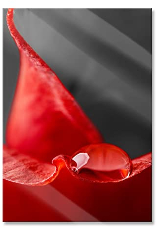 Pixxprint Glasbild, Wandbild aus Echtglas, roter Tropfen auf Rosenblüte, 40x60 cm, inkl. Aufhängung und Abstandshalter