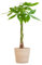 Pachira Aquatica avec panier Sofia naturel - 70-80cm - Ø21cm - Plante d'intérieur - Vert persistant
