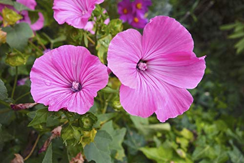 50 Semillas de Malva Real - flores perenne planta melífera jardín - semillas campesinas reproducibles - SemiSauvage