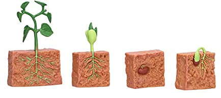 SPYMINNPOO Pflanzenlebenszyklus von Bohnen, Pflanzenwachstumszyklus Set, Spielzeugerbsen Wachstumsstadium, Modell, Vorschule, Pädagogisches Geschenk, Spielzeug für Schulkinder