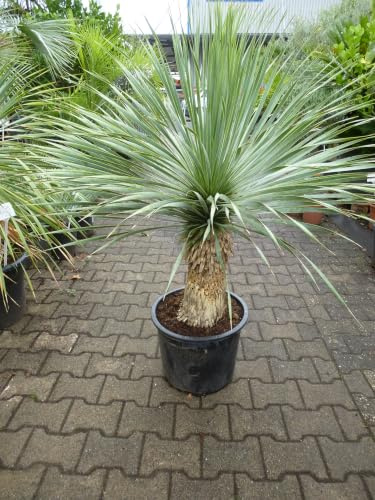 Generisch [Palmenlager] XXL Yucca rostrata 140 cm - Stammhöhe 40-50 cm - Pot 35 cm Ø - Winterharte Palme -