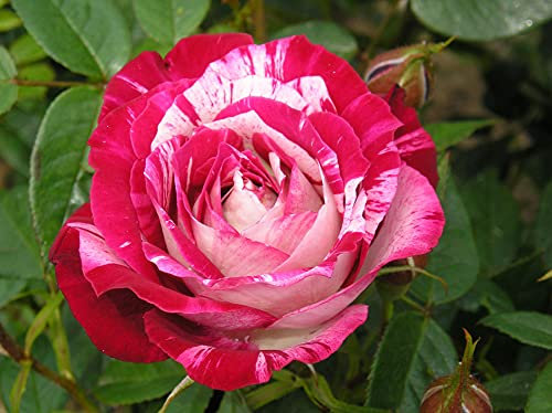 Strawberry Fayre - 5.5lt Potted Patio Garden Rose Bush - Red/Cream Stripe