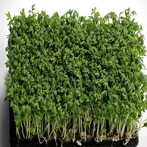 10 Packets Cress Wholesale Sachet Certified Seeds Amazing Value Bulk Wholesale Mix Clubs Schools (10 Packets)