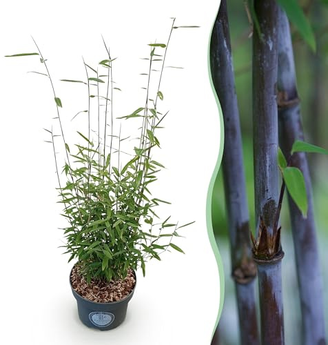 Erbe - Fargesia nitida Black Dragon - Non invasivo Bambù - Sempreverde - 70-80cm - Ø23cm - Pianta da giardino