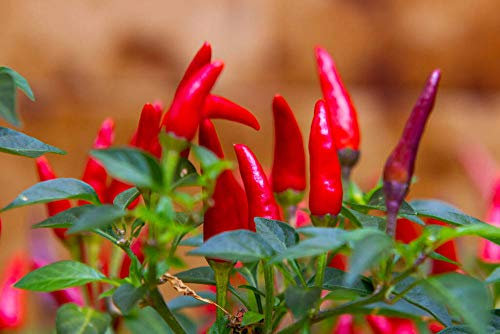 Semi di peperoncino Tabasco, oltre 1000 semi di cimelio di alta qualità, tassi di germinazione del 90% caldi e pieni di sapore! Un must per il tuo giardino di casa !