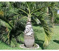 Aamish 25 pezzi di semi di palma da bottiglia