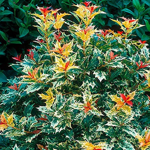 GardenersDream Osmanthus Heterophyllus Goshiki False Holly Plant - Outdoor Garden Ready Evergreen Shrub in Pot - Potted Outdoor Plant for Gardens, Beds, and Borders (15-25 cm incl. 9 cm Pot)