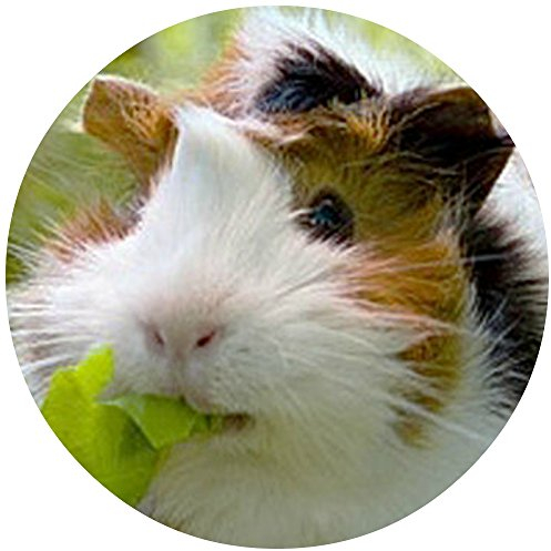 Tortenaufleger Tortenfoto Aufleger Foto Meerschweinchen rund ca. 20 cm (3) *NEU*OVP*