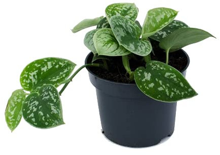 DECOALIVE Planta de Interior Trepadora Scindapsus Pictus Planta Colgante Natural, 8436601571328