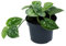 DECOALIVE Planta de Interior Trepadora Scindapsus Pictus Planta Colgante Natural, 8436601571328