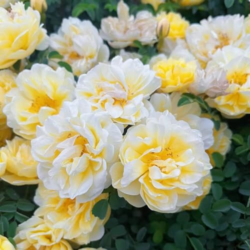 3 pcs pfingstrosen zwiebeln winterhart pflanzen deko frühlingsblumen zwiebeln pfingstrose,Paeonia suffruticosa, deko büro frühblüher zwiebeln hydrokultur pflanzen plants blumenzwiebel