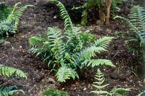 Dryopteris affinis 'Crispa' - Schmalblättriger Wurmfarn, kompakter Wuchs, ideal für schattige Beete, winterhart, pflegeleicht