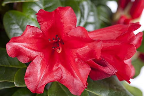 Rhododendron repens 'Baden Baden' 15-20 cm - Rhododendron, leuchtend rote Blüten, Blütezeit April-Mai, ideal für Kübel, immergrün, winterhart