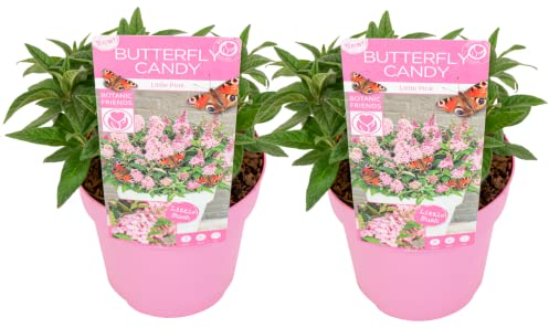 Plant in a Box - Buddleja Candy Little Pink - 2er Set - Buddleja davidii - Schmetterlingsflieder Winterhart - Rosa Blüten - Topf 19cm - Höhe 30-40cm