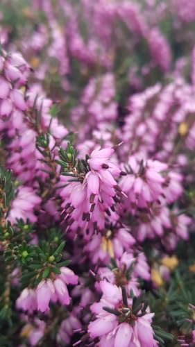 Erica X darleyensis 'J.W.Porter' / Bruyère d'hiver rose/Conteneur de 3 à 4 litres