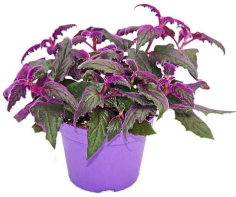 Zimmerpflanzen-Trio Purple Leaves - Set mit 3 verschiedene Pflanzen mit lila Blättern - Tradescantia Purple Passion - Gynura - Tradescantia pallida