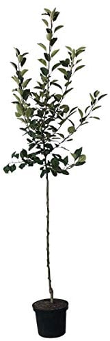 Apfelbaum Rote Alkmene Herbstapfel beliebter Kinderapfel Halbstamm 150-170 cm 10 L Topf Unterlage M7