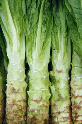 Seedeo® Spargelsalat Chinesische Keule (Lactuca sativa var.angustana) 100 Samen BIO