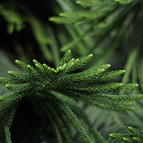 20 Araucaria samen topfblume pflanzen herbstblätter winterharte pflanzen für garten bonsai tree balkonpflanzen bäume pflanzen geschenk garten bonsai tree balkonpflanzen
