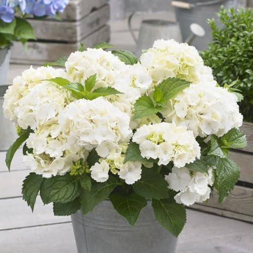 Plant Theory Little White Mophead Hydrangea Hydrangea Macrophylla Shrub Plant 2L Pot