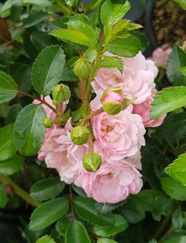 Rosa 'Pablito' / Rosier Couvre-sol/Conteneur de 3 à 4 litres