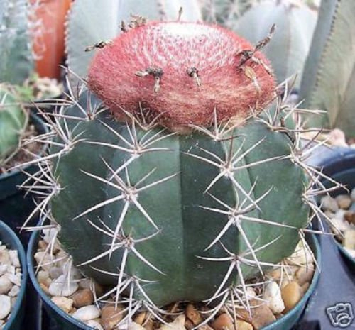 Melocactus bahiensis @@ Kakteen selten globulären Garten im Freien Kaktus Samen 100 Samen