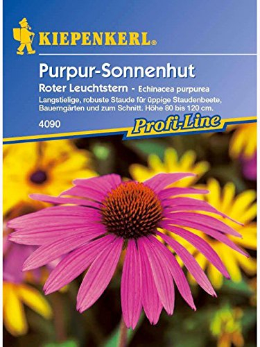 Echinacea purpurea Sonnenhut Roter Leuchtstern