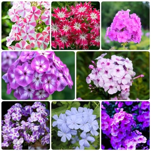 60 pcs phlox stauden bodendecker winterhart mehrjährig samen - deko büro mittagsblume winterhart,Phlox drummondii, ausgefallene geschenke gartenblumen mehrjährig winterhart blumensamen