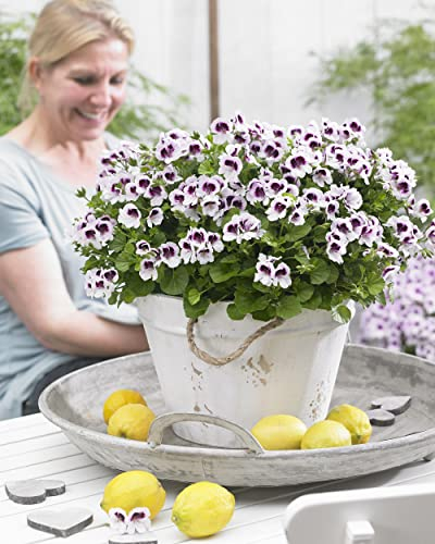 Plant in a Box - Pelargonium - Set da 6 pezzi - 3 diversi tipi - Anti-zanzara - Vaso da fiori 10,5 cm - Altezza 15-25 cm