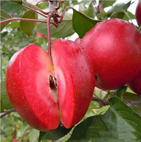 árboles frutales de manzana manzana roja amor de frutas carnes rojas, árboles frutales en macetas pueden ser plantadas 10 Semillas