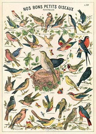 Cavallini & Co - Vintage Poster/Schulplakat - Vögel (B)